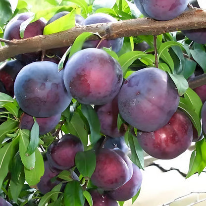 Heirloom Non-GMO Grafted Plum Tree Seeds for Easy Home Growing