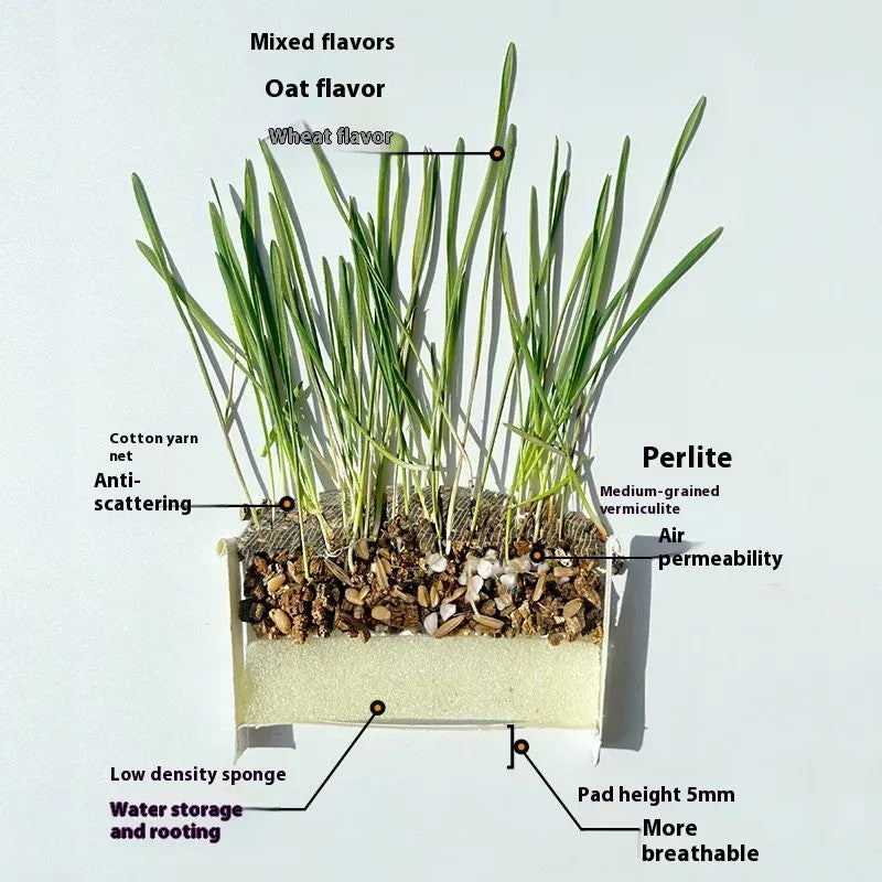 Organic Fast-Growing Indoor Cat Grass