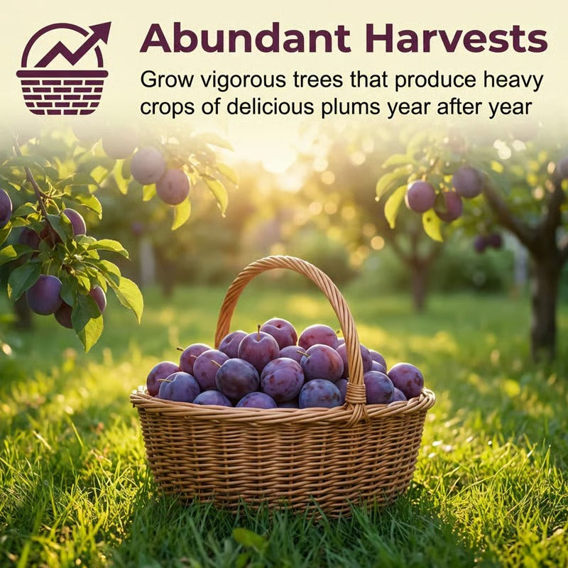 Heirloom Non-GMO Grafted Plum Tree Seeds for Easy Home Growing