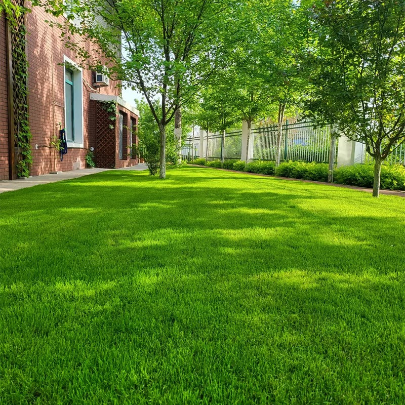 2026 Evergreen Dwarf Grass Seed | For Four Seasons🌱