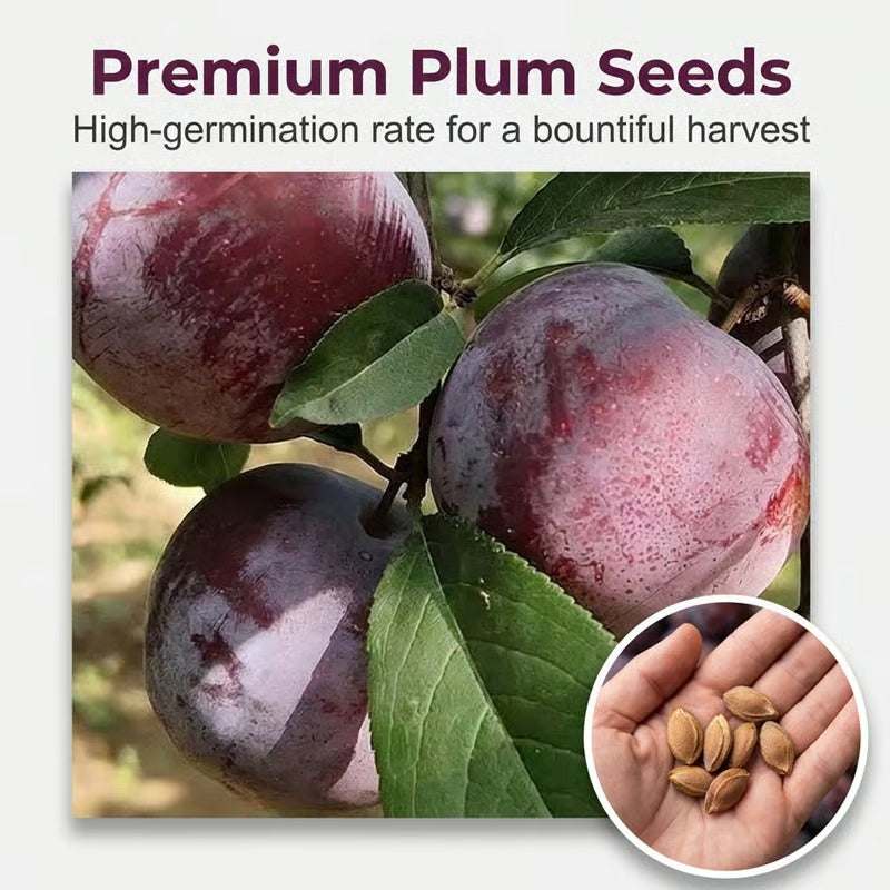 Heirloom Non-GMO Grafted Plum Tree Seeds for Easy Home Growing