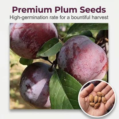 Heirloom Non-GMO Grafted Plum Tree Seeds for Easy Home Growing