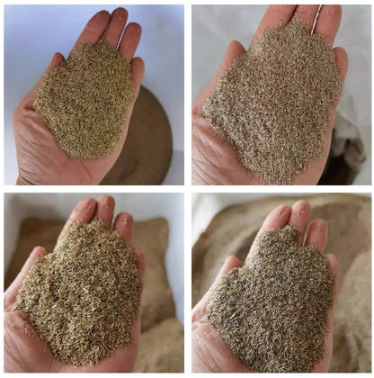 2026 Evergreen Dwarf Grass Seed | For Four Seasons🌱