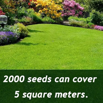 2026 Evergreen Dwarf Grass Seed | For Four Seasons🌱