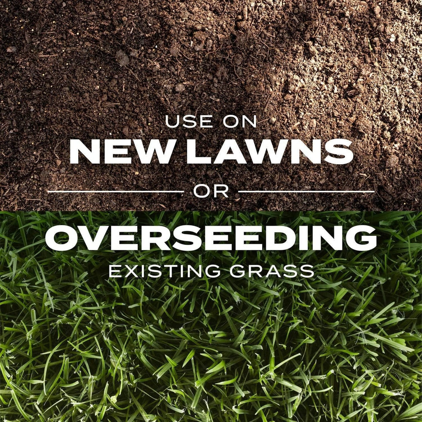 2026 Evergreen Dwarf Grass Seed | For Four Seasons🌱