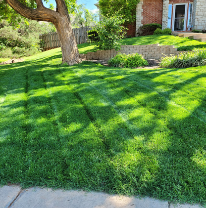 2026 Evergreen Dwarf Grass Seed | For Four Seasons🌱