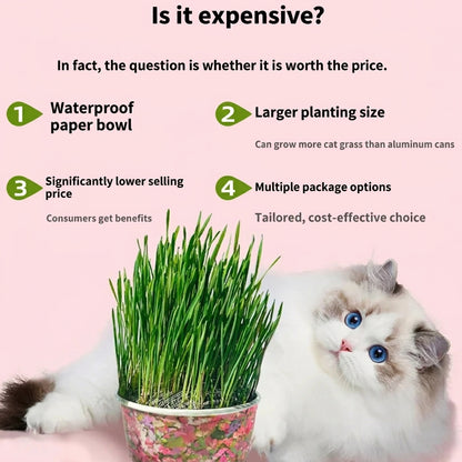 Organic Fast-Growing Indoor Cat Grass