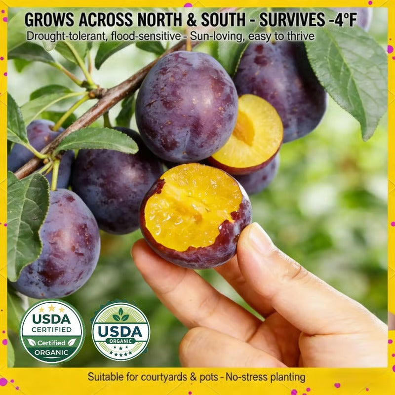 Heirloom Non-GMO Grafted Plum Tree Seeds for Easy Home Growing